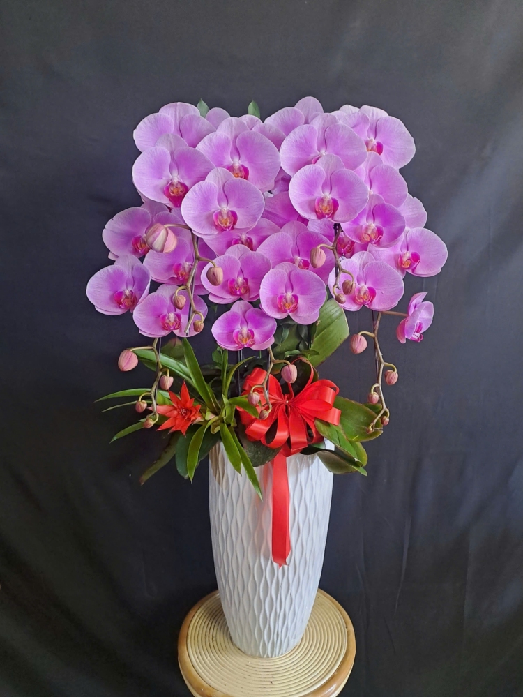 Lan Hồ Điệp Tím Hồng - LHD399