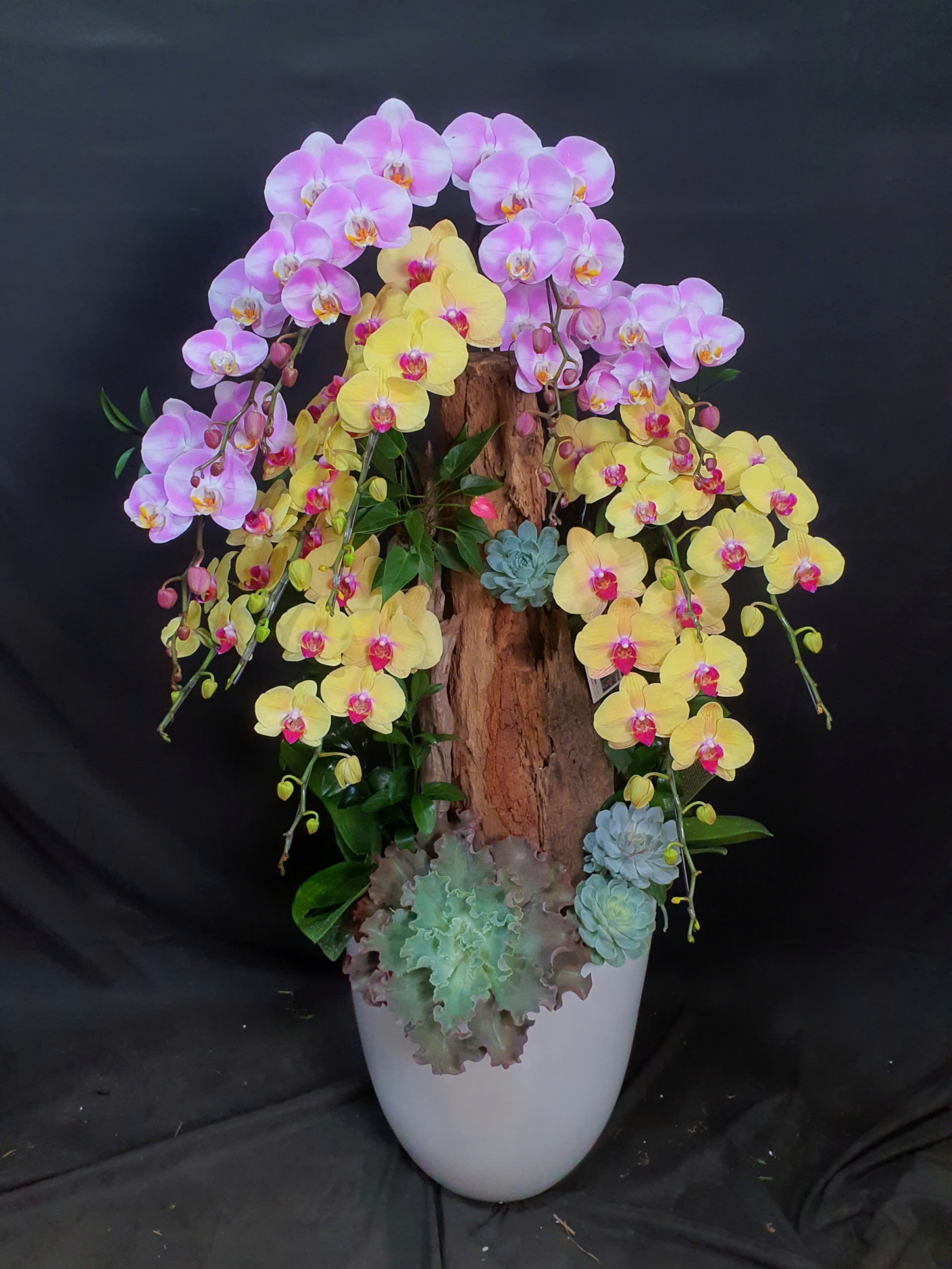 Lan Hồ Điệp Bạch Hồng Hoàng Kim - LHD178