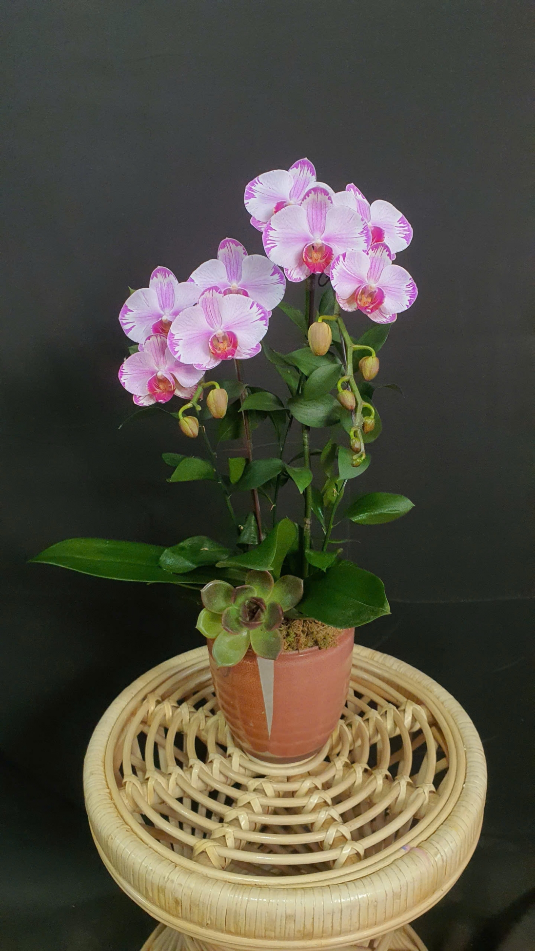 Lan Hồ Điệp Ngọc Tuyết Hồng - LHD167