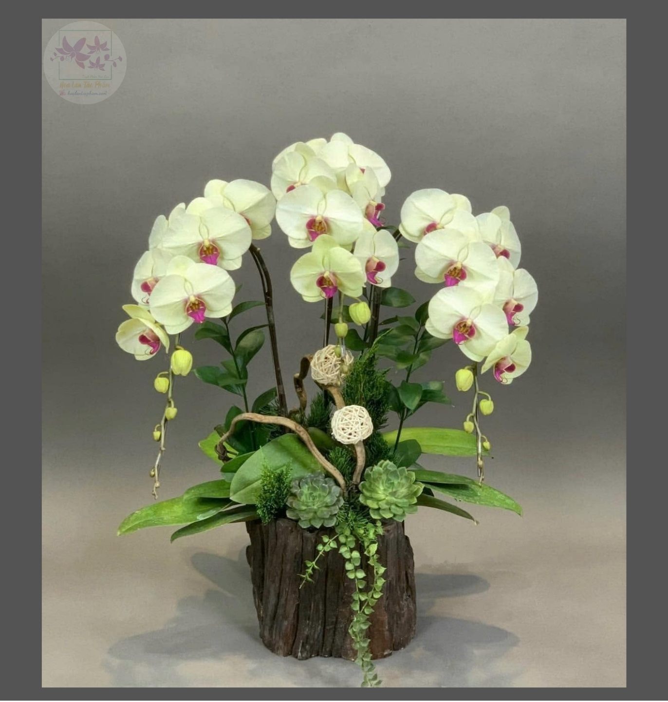 Hoa lan hồ điệp 3 cành - HD0161