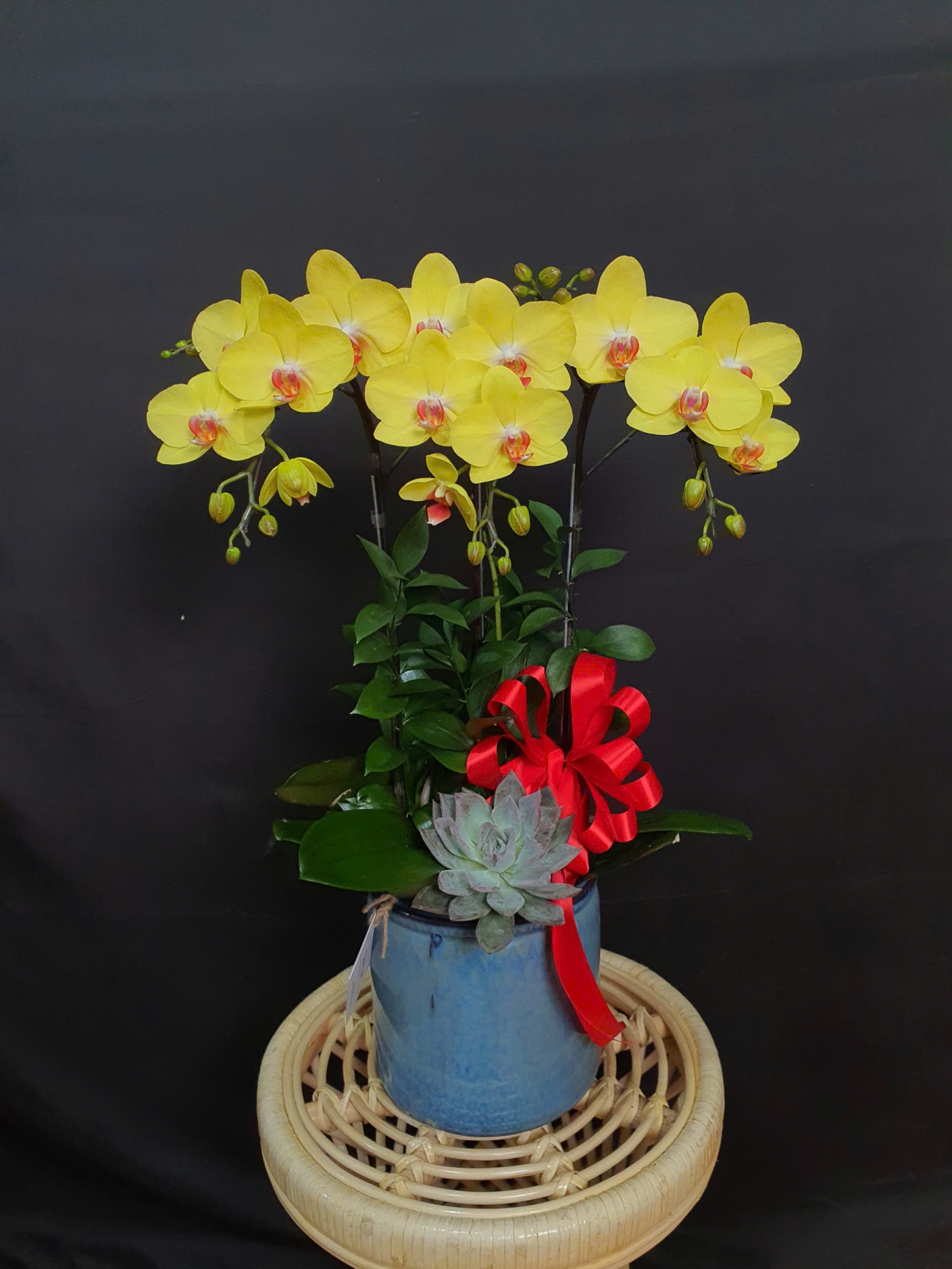 Lan Hồ Điệp Nắng Vàng Rực Rỡ - LHD061