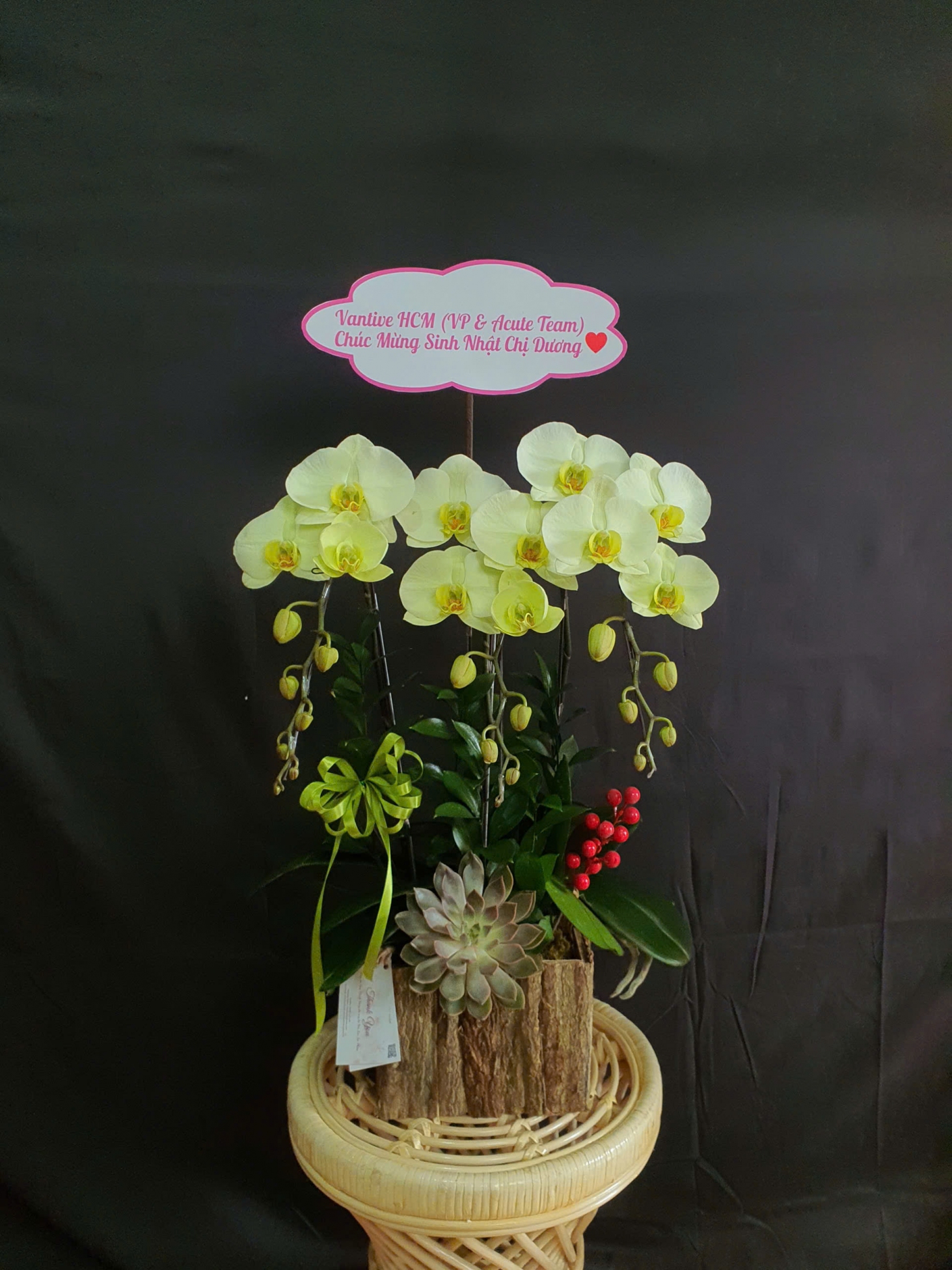 Lan Hồ Điệp Kim Lộc - LHD064