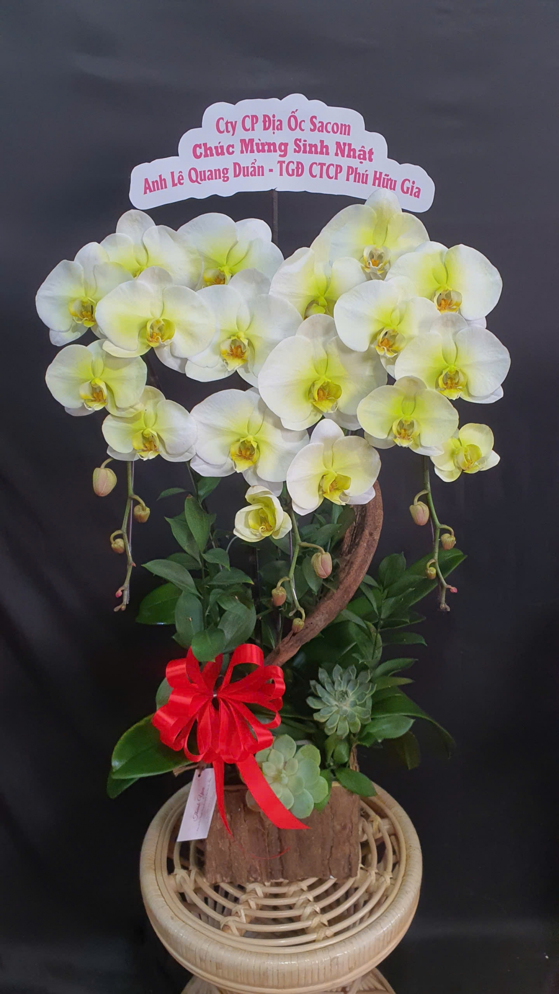 Lan Hồ Điệp Bạch Thanh - LHD135