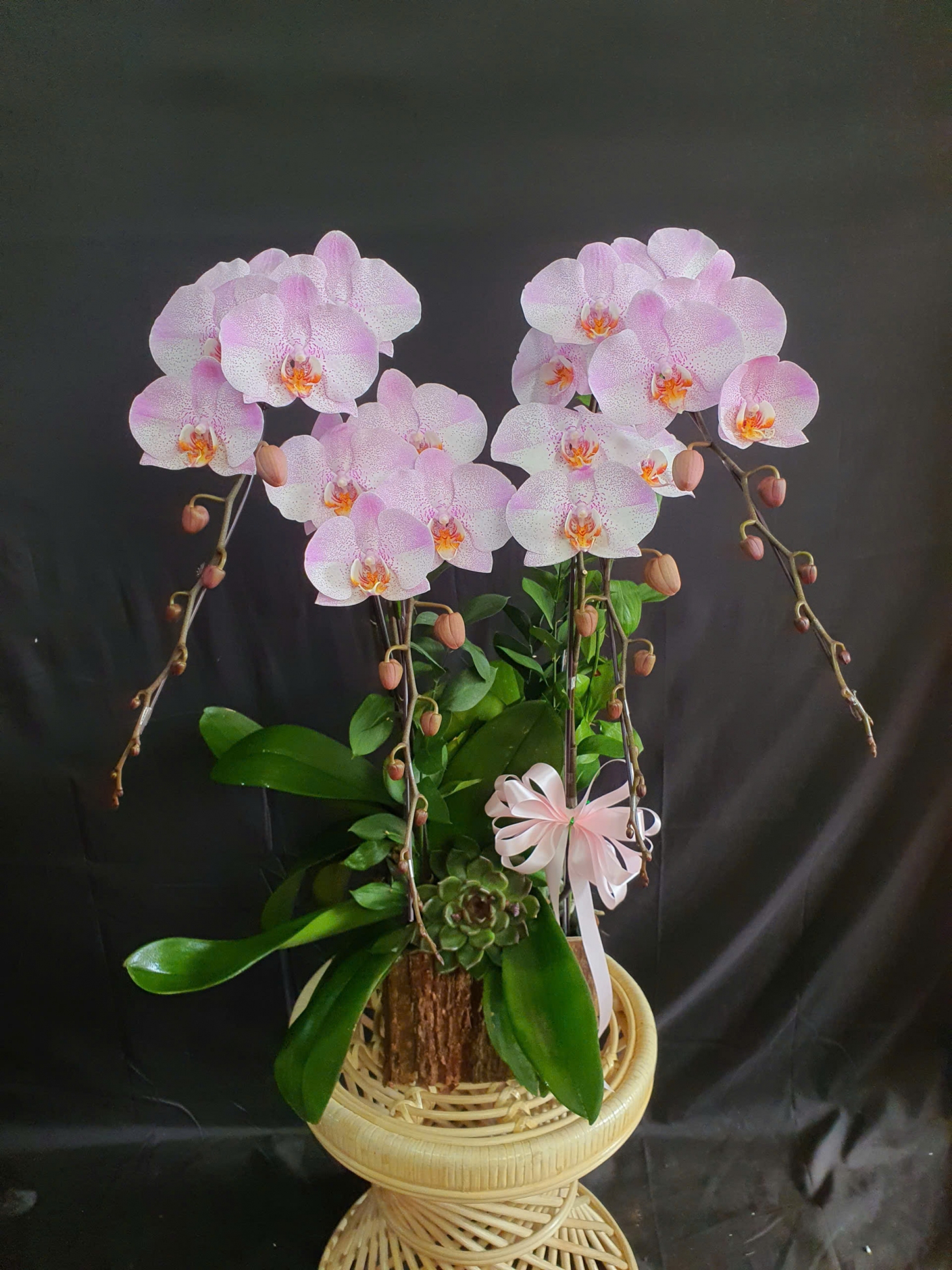 Lan Hồ Điệp Anh Vân - LHD085