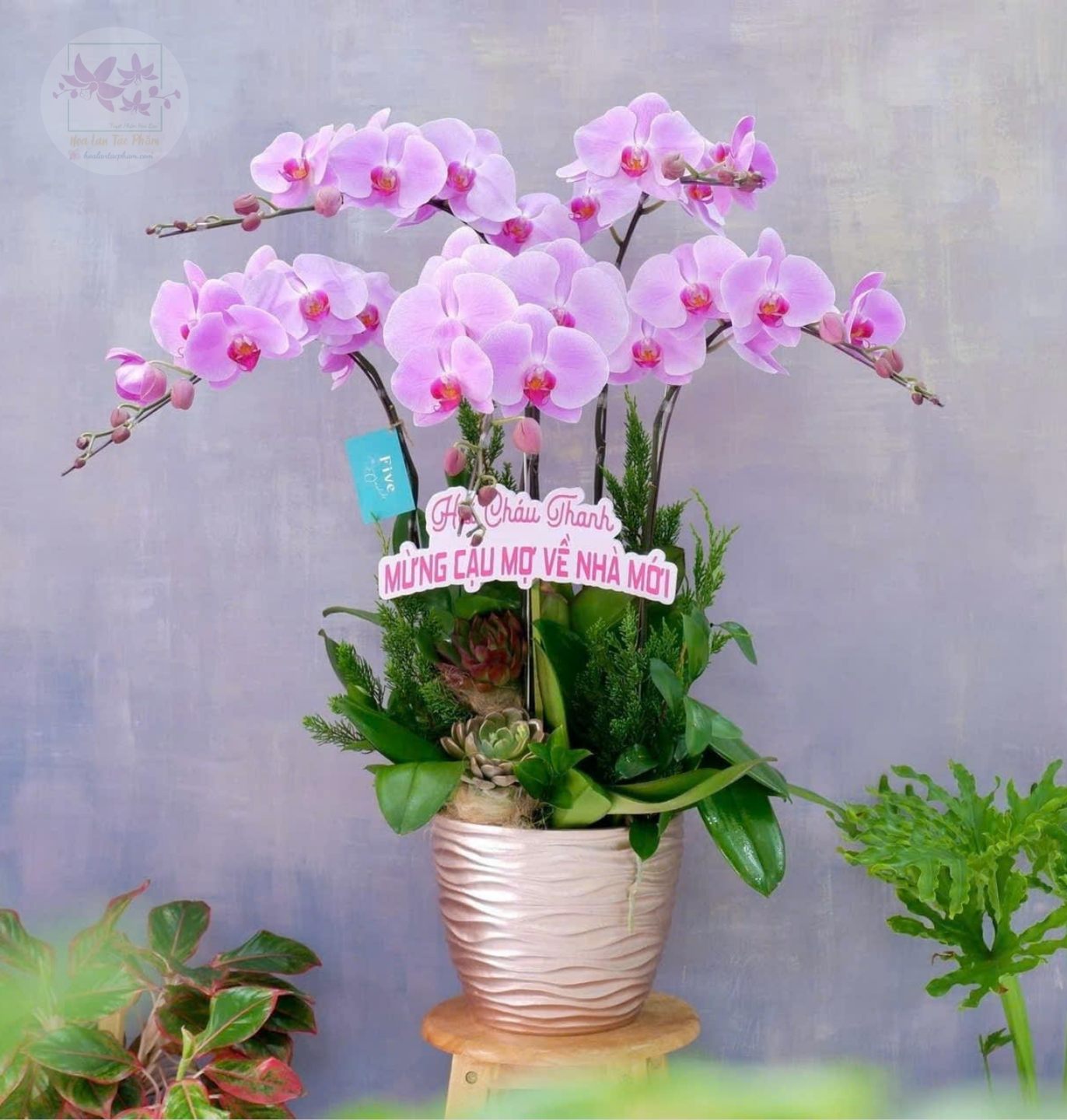 Hoa lan hồ điệp 5 cành - HD0175
