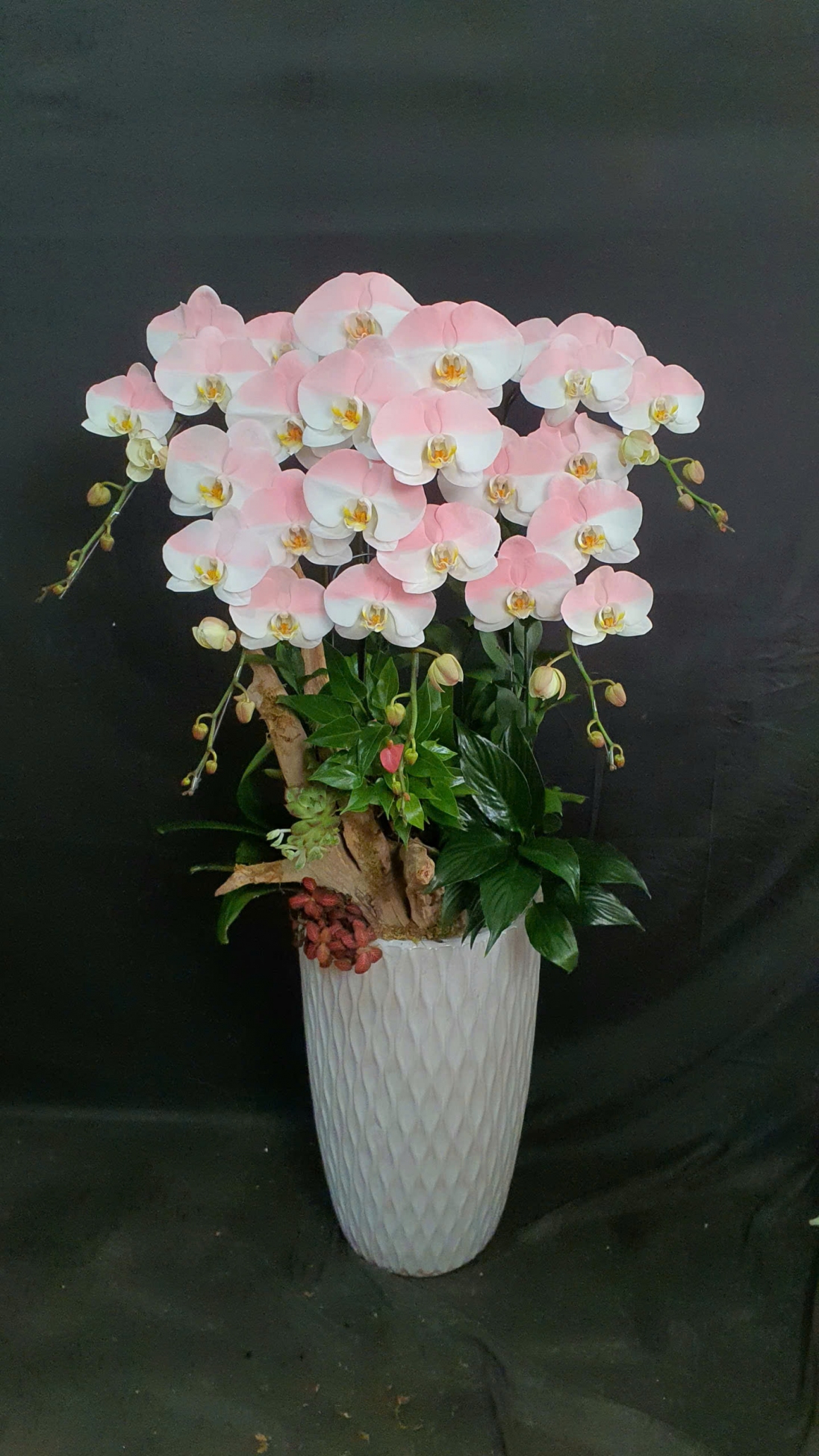 Lan Hồ Điệp Băng Hồng - LHD133