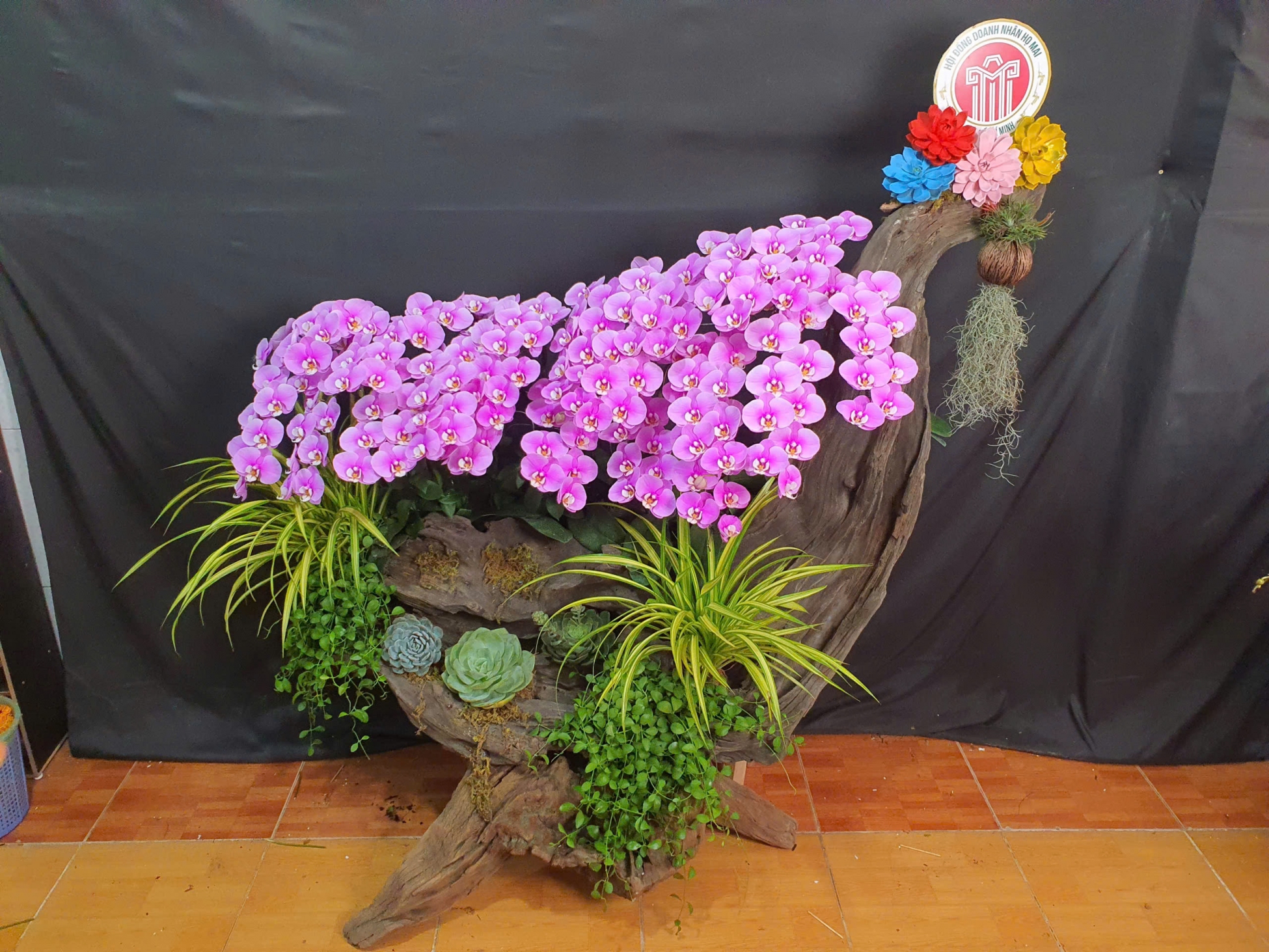 Lan Hồ Điệp Hồng An - LHD072