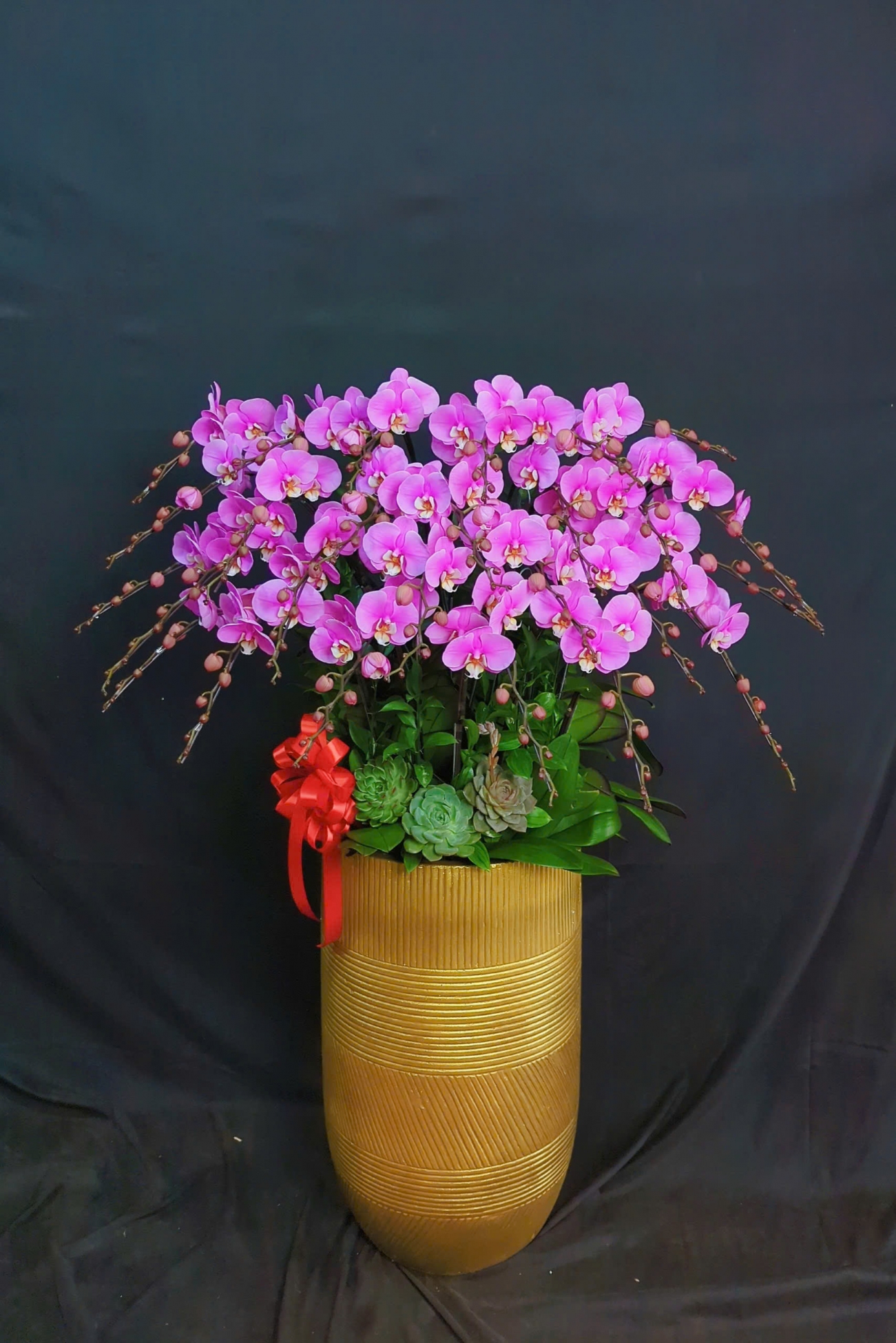 Lan Hồ Điệp Tử Minh - LHD090